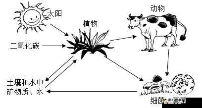 嫩草研究一二三四五六：关于植物生长与环境关系的深入分析